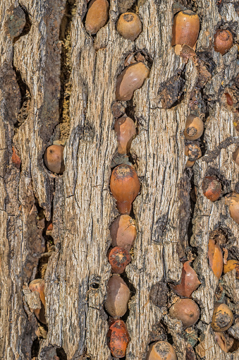 Acron Woodpecker acorn tree granary, Melanerpes formicivorus. Sonoma County, California. Pepperwood Preserve.