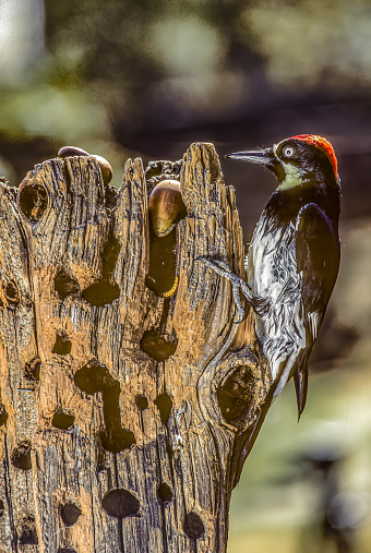 The Acorn Woodpecker (Melanerpes formicivorus) is a medium-sized woodpecker. The woodpeckers create granaries or acorn trees by drilling holes in dead trees, dead branches. Santa Rosa, California. Pepperwood Preserve. Tree with holes for acorns and bird.