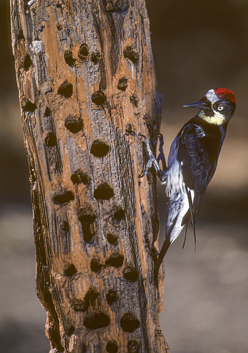 The Acorn Woodpecker (Melanerpes formicivorus) is a medium-sized woodpecker. The woodpeckers create granaries or acorn trees by drilling holes in dead trees, dead branches. Santa Rosa, California. Pepperwood Preserve. Tree with holes for acorns and bird.