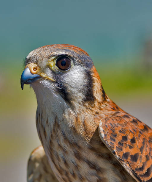 The American kestrel (Falco sparverius), also called the sparrow hawk, is the smallest and most common falcon in North America.Pepperwood Nature Preserve; Santa Rosa; Sonoma County, California. Falconiformes, Falconidae. Female animal. el cernícalo americano (falco sparverius), también llamado gavilán, es el halcón más pequeño y común de américa del norte.reserva natural de pepperwood; santa rosa; condado de sonoma, california. falconiformes, falconidae. animal hembra.