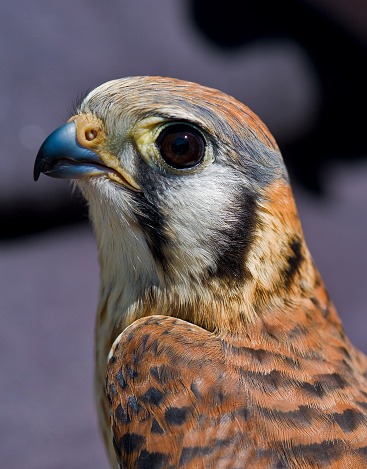 The American kestrel (Falco sparverius), also called the sparrow hawk, is the smallest and most common falcon in North America.Pepperwood Nature Preserve; Santa Rosa;  Sonoma County, California. Falconiformes, \tFalconidae. Female animal.