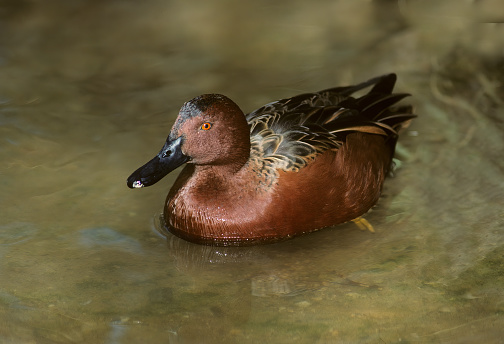 The cinnamon teal (Spatula cyanoptera) is a species of duck found in western North and South America. It is a small dabbling duck, with bright reddish plumage on the male and duller brown plumage on the female. It lives in marshes and ponds, and feeds mostly on plants. Arizona. Male.