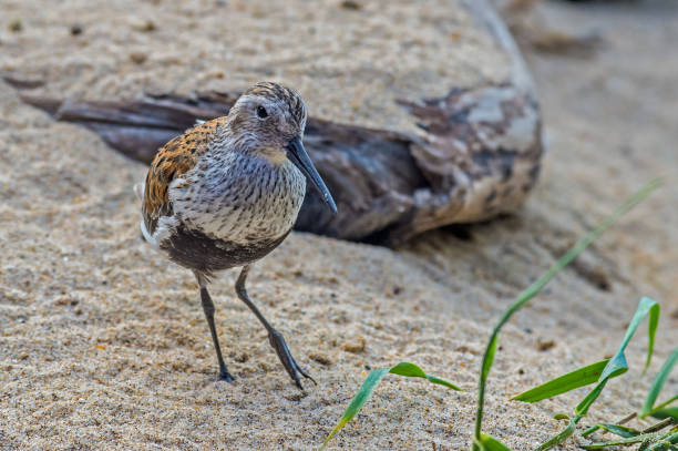 The dunlin (Calidris alpina) is a small wader, Monterey,  California