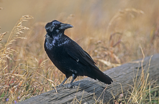 The Common Raven (Corvus corax), also known as the Northern Raven, is a large, all-black passerine bird. Found across the northern hemisphere, it is the most widely distributed of all corvids. Yellowstone National Park, Wyoming.