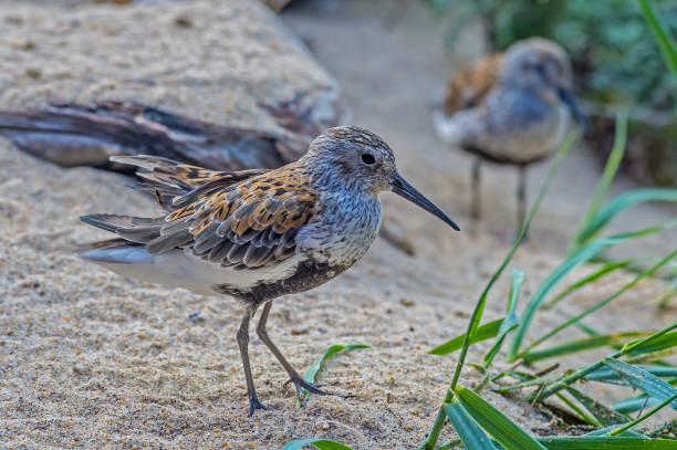 istock The dunlin (Calidris alpina) is a small wader, Monterey,  California 1776875201