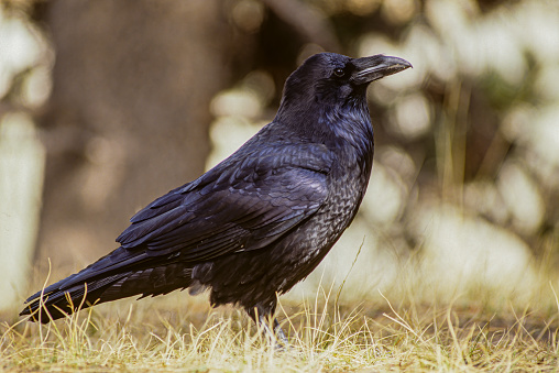 The Common Raven (Corvus corax), also known as the Northern Raven, is a large, all-black passerine bird. Found across the northern hemisphere, it is the most widely distributed of all corvids. Yellowstone National Park, Wyoming.