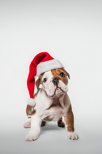 Studio Portrait of a Young English Bulldog Puppy in Santa Claus Hat Looking at Camera Curiously with Head Tilted to the Side