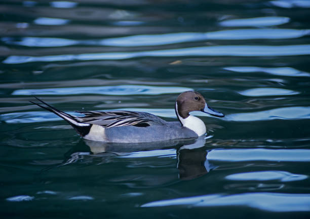 The pintail or northern pintail (Anas acuta) is a duck species with wide geographic distribution that breeds in the northern areas of Europe and across the Palearctic and North America. It is migratory and winters south of its breeding range to the equator. Gray Lodge Wildlife Reserve, California; el ánade rabudo o ánade rabudo (anas acuta) es una especie de pato con amplia distribución geográfica que se reproduce en las zonas septentrionales de europa y en el paleártico y américa del norte. es migratoria e inverna al sur de su área de reprod
