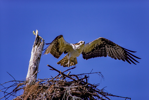Osprey; Pandion haliaetus; Pandionidae; Pinellas County; Sea Hawk; Tierra Verde; bird; bird flying; bird of prey; Fort DeSoto County Park;