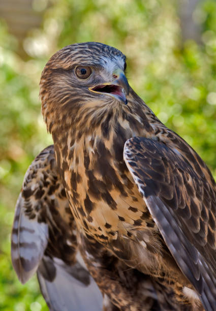 istock Rough-legged hawk, Buteo lagopus, is a medium-large bird of prey. It is found in Arctic and Subarctic regions of North America, Europe, and Russia during the breeding season and migrates south for the winter. Pepperwood Nature Preserve; Santa Rosa; 1776876340