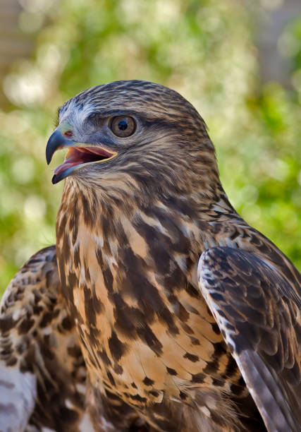 istock Rough-legged hawk, Buteo lagopus, is a medium-large bird of prey. It is found in Arctic and Subarctic regions of North America, Europe, and Russia during the breeding season and migrates south for the winter. Pepperwood Nature Preserve; Santa Rosa; 1776876351