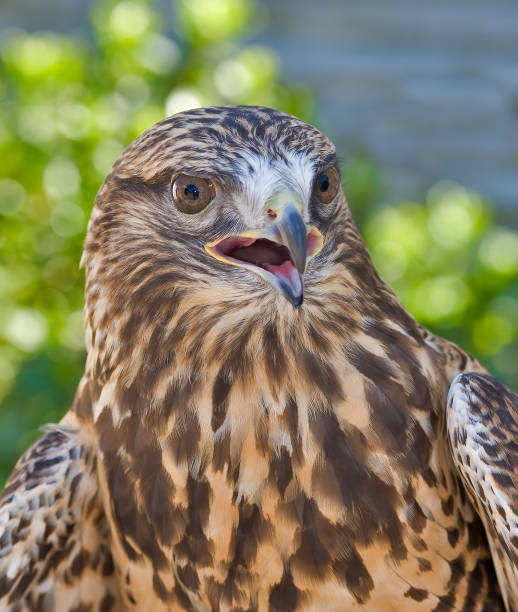 istock Rough-legged hawk, Buteo lagopus, is a medium-large bird of prey. It is found in Arctic and Subarctic regions of North America, Europe, and Russia during the breeding season and migrates south for the winter. Pepperwood Nature Preserve; Santa Rosa; 1776876354