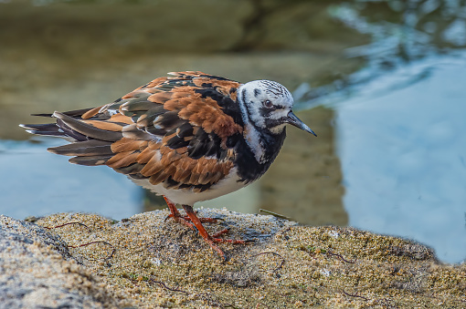 The ruddy turnstone (Arenaria interpres) is a small wading bird, one of two species of turnstone in the genus Arenaria. Monterey Bay, Monterey,  California.