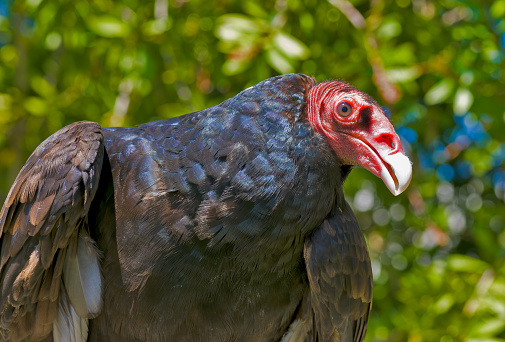 Portrait of bird. One king vulture. Sarcoramphus papa with bokeh backgrounds.