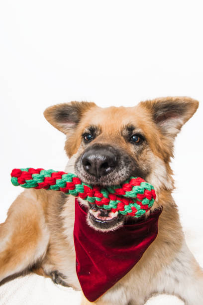 cão pastor alemão de raça mista deitado no chão vestindo bandana de veludo vermelho e segurando brinquedo de cana de doce na boca - bow christmas red velvet - fotografias e filmes do acervo