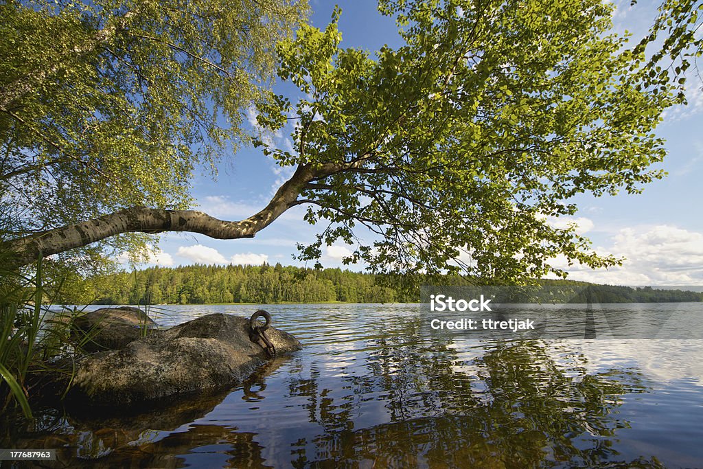 Summer Day on a Lake Beautiful summer day on a lake in Finland with a tree reaching above the water Lake Stock Photo