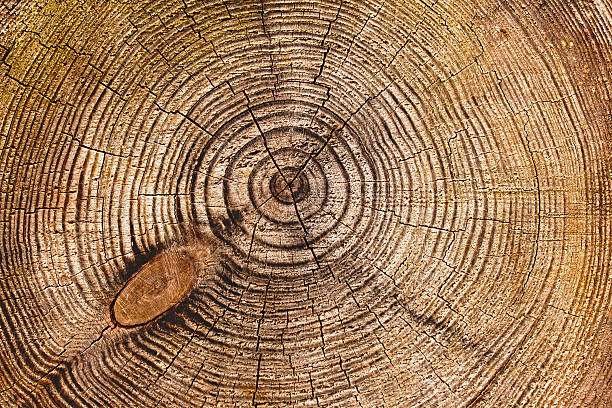 istock Texture of wooden surface with knots and cracks 177688028