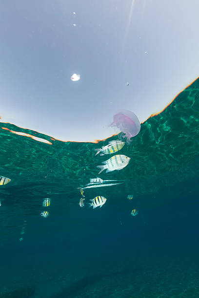 istock Jelly fish in the Red Sea. 177688373
