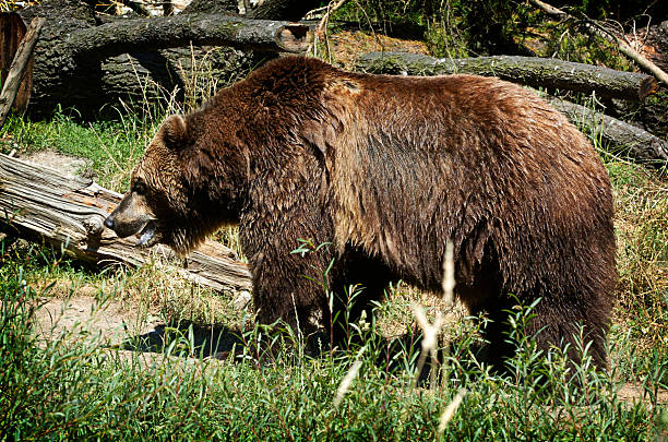Bear stock photo