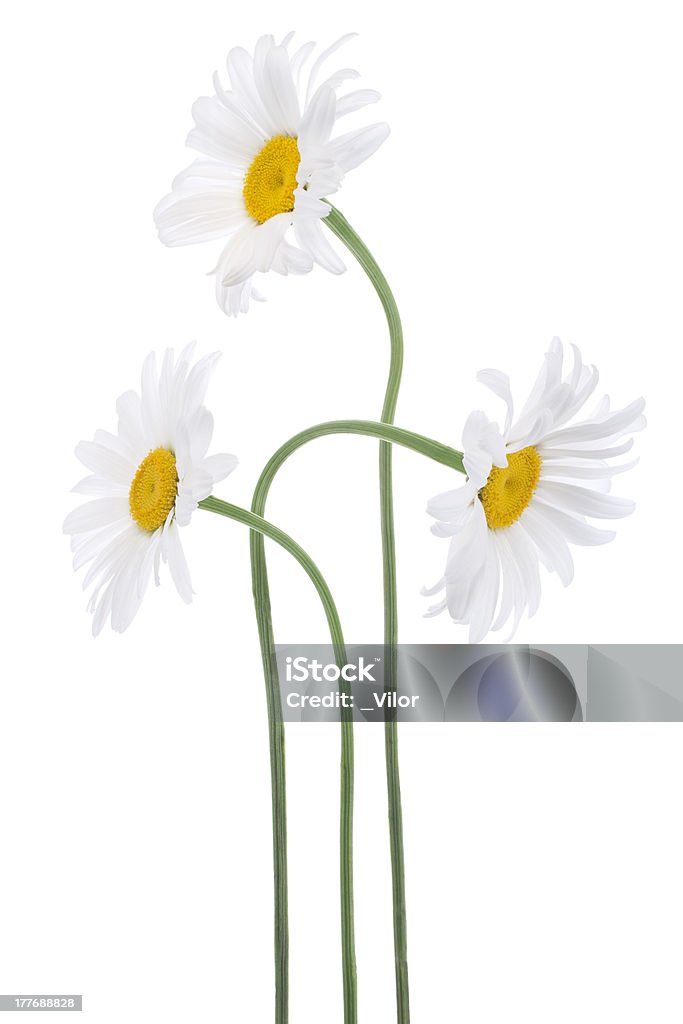 daisy - Foto de stock de Belleza libre de derechos