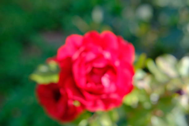 Shooting red roses in autumn