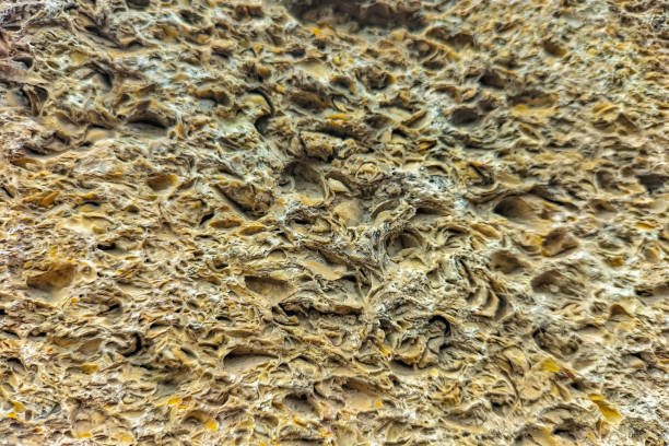 Cross-section of a shell wall with irregularities and air gaps between shells that have stuck together over many years of time.