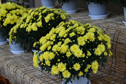 Pot mum. A potted autumn-blooming chrysanthemum with adjusted plant height. Chrysanthemums have been loved by Japanese people since ancient times as ornamental plants that soothe the soul.