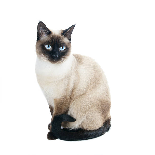 thai or siamese cat a thai cat is a traditional or old-style siamese cat. colloquially also called applehead. siamese cat stock pictures, royalty-free photos & images