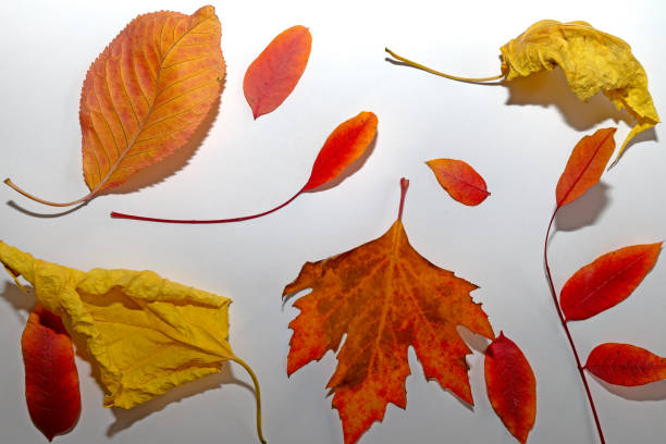 istock Yellow and red autumn leaves on a white background. 1776897229