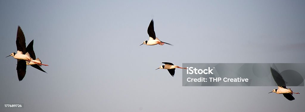 Pájaros en vuelo - Foto de stock de Fotografía - Imágenes libre de derechos