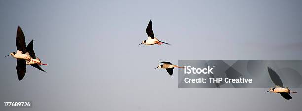 Pájaros En Vuelo Foto de stock y más banco de imágenes de Fotografía - Imágenes - Fotografía - Imágenes, Horizontal, Panorámica