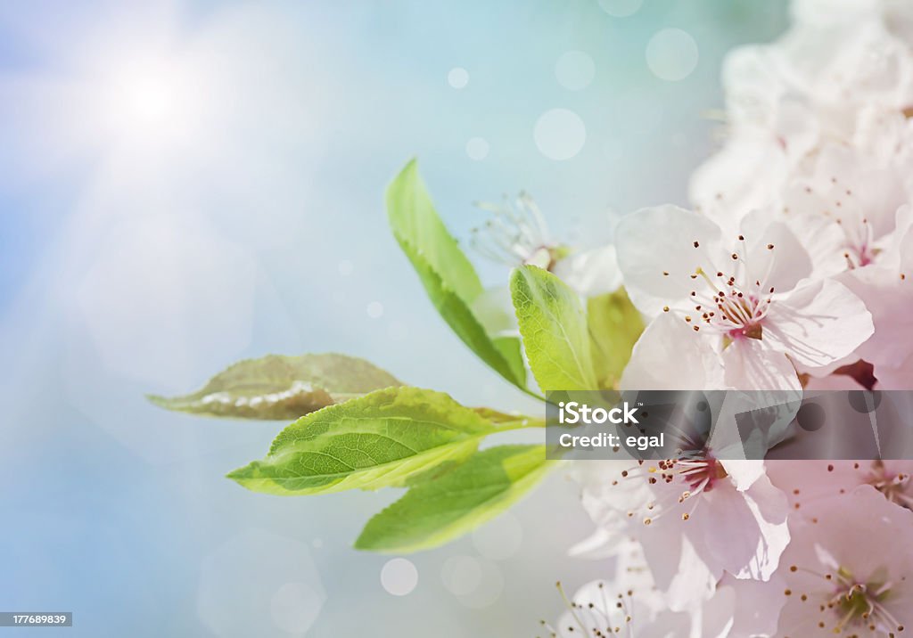 Arbre fleur blanc - Photo de Bleu libre de droits