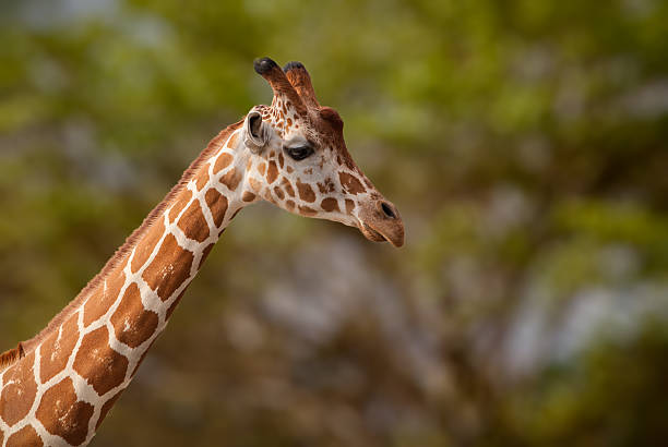 west african giraffe - south african giraffe zdjęcia i obrazy z banku zdjęć