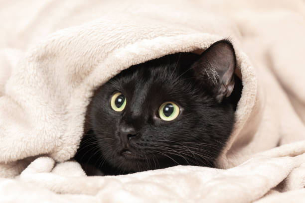 istock Portrait of a black cat peeking out from under a blanket during a cold snap 1776906012