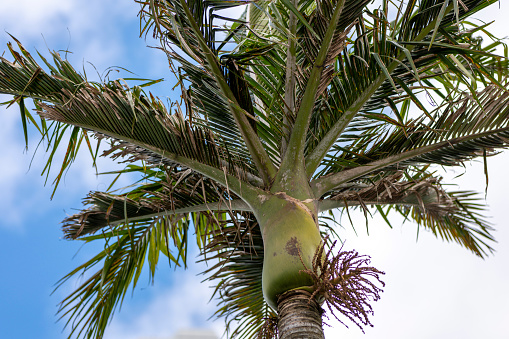 Palm tree trunk