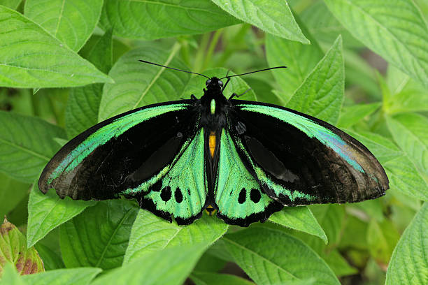 istock Green butterfly on leaves 177690666