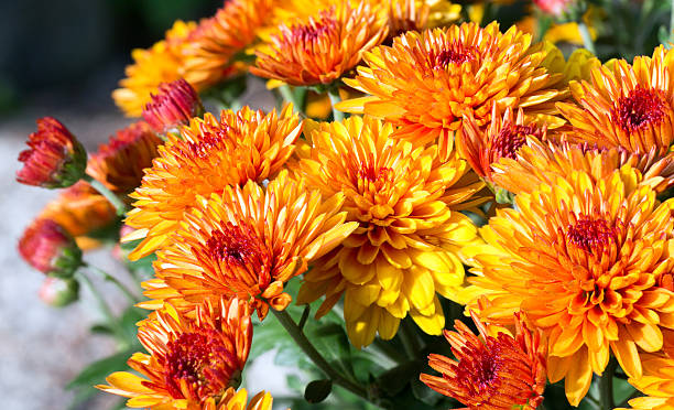 istock Orange autumn chrysanthemums bush 177690668
