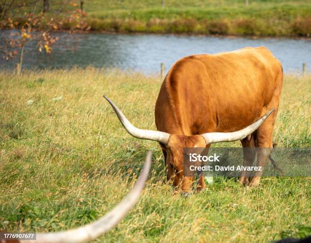 Vaca Stock Photo - Download Image Now - Agriculture, Animal, Color Image