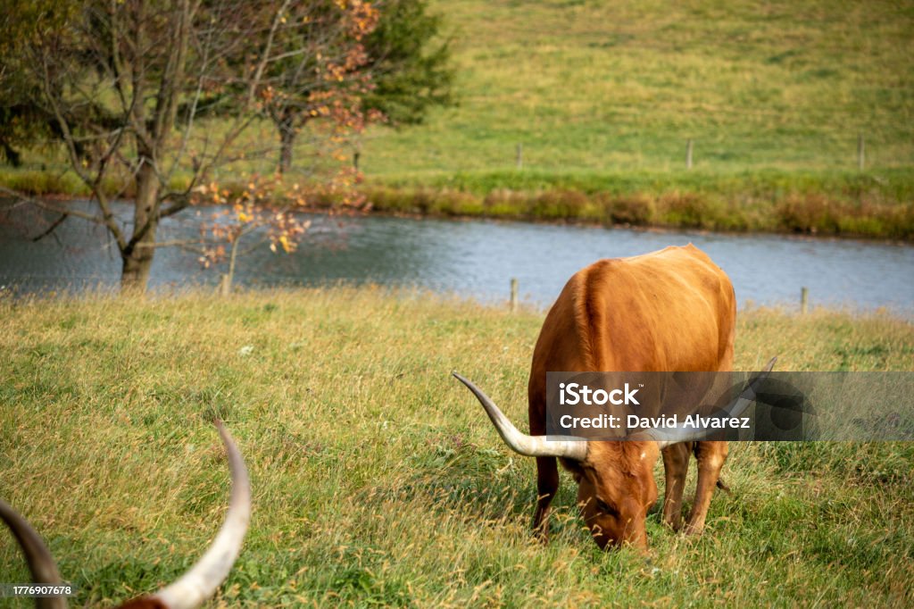 Vaca Vaca comiendo Agriculture Stock Photo