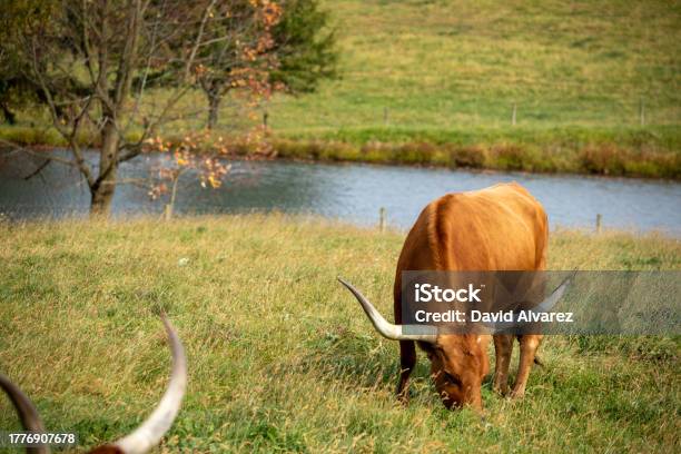 Vaca Stock Photo - Download Image Now - Agriculture, Animal, Color Image