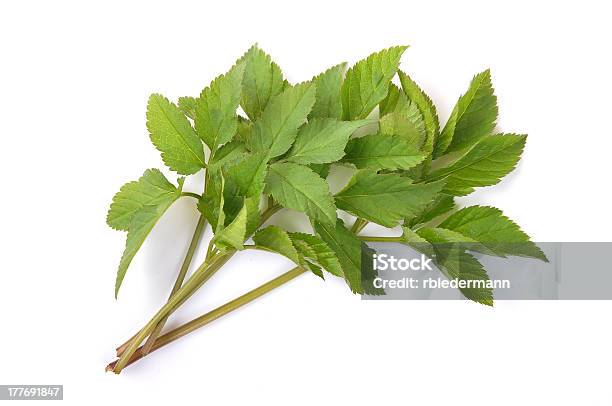 Ground Elder Stock Photo - Download Image Now - Cut Out, Food, Green Color