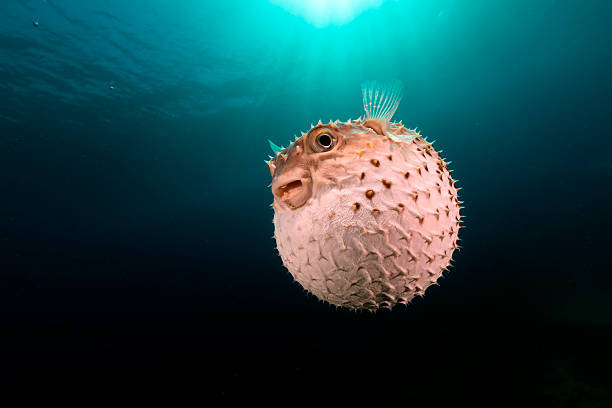 yellowspotted burrfish grâce à son système de défense. - poisson porc épic photos et images de collection