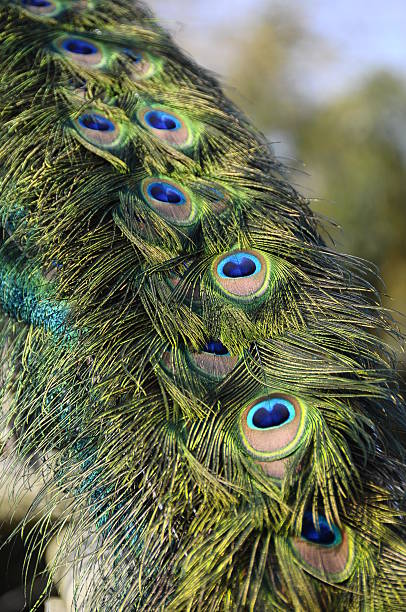 istock Close up of peacock feather 177692286