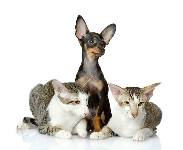 istock toy-terrier and two oriental cats 177692545