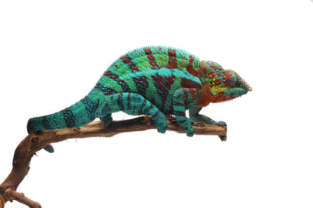 istock Green blue lizard Panther chameleon isolated on white background 1776928917