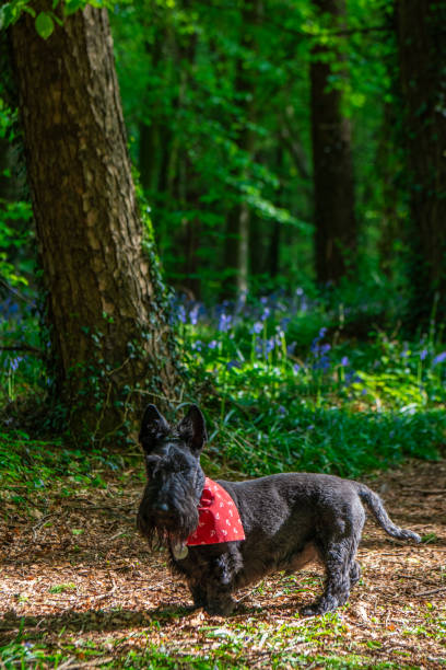 terrier écossais noir portant un bandana rouge dans une forêt avec des jacinthes des bois - irish terrier terrier dog puppy photos et images de collection