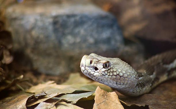 材木ラトルスネーク - timber rattlesnake ストックフォトと画像