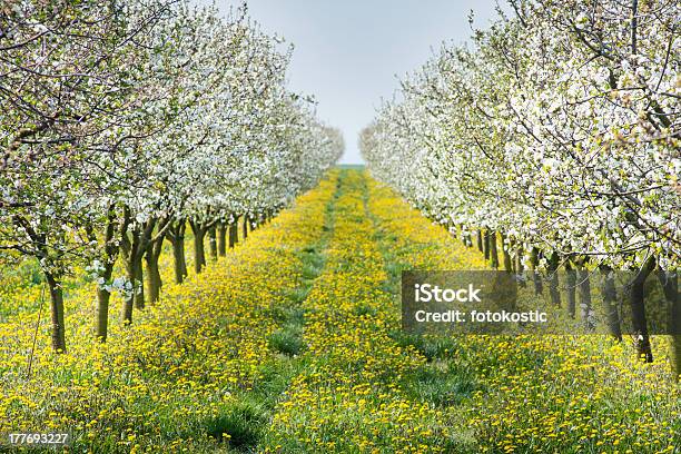 Blühenden Orchard Stockfoto und mehr Bilder von Apfelbaum - Apfelbaum, Apfelbaum-Blüte, April
