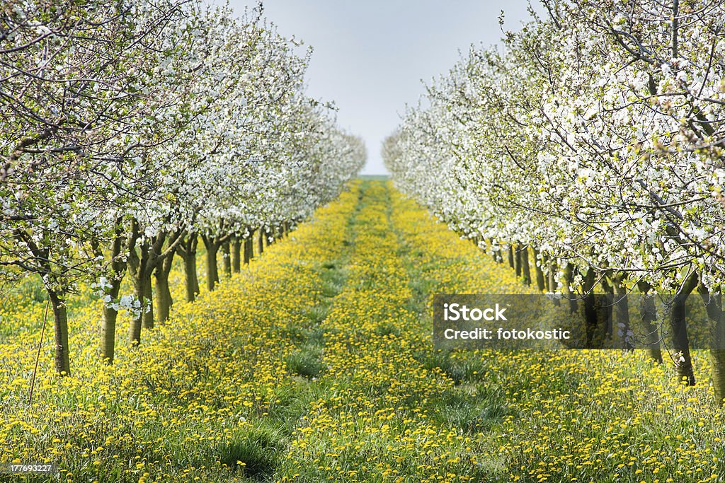 Eveil orchard - Photo de Agriculture libre de droits