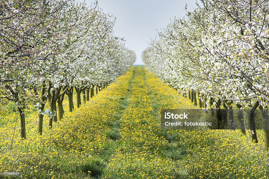 Desabrochando orchard - Foto de stock de Abril royalty-free